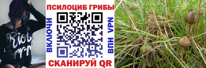 Купить где  Цоци-Юрт  Галлюциногенные грибы мицелий 